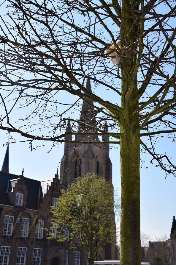 Stad Nieuwpoort bestrijdt deze insecten met de hulp van lieveheersbeestjes. In de vernieuwde Marktstraat, Oostendestraat en op het Marktplein staan een aantal lindebomen.