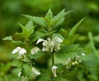 Schaduwminnende planten In meer schaduwrijke delen, kunnen planten als bosaardbei, hondsdraf, longkruid, vingerhoedskruid, en witte dovenetel geplant worden (figuren 14 en 15). Figuur 14. Hondsdraf.