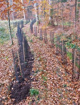 Herstel Vriezen/dooien Zwellen/krimpen klei Biologische activiteit: bodemfauna, groei wortels, Verloopt traag (m.n. op zandgrond): 10-100 jaar Aanplant els?