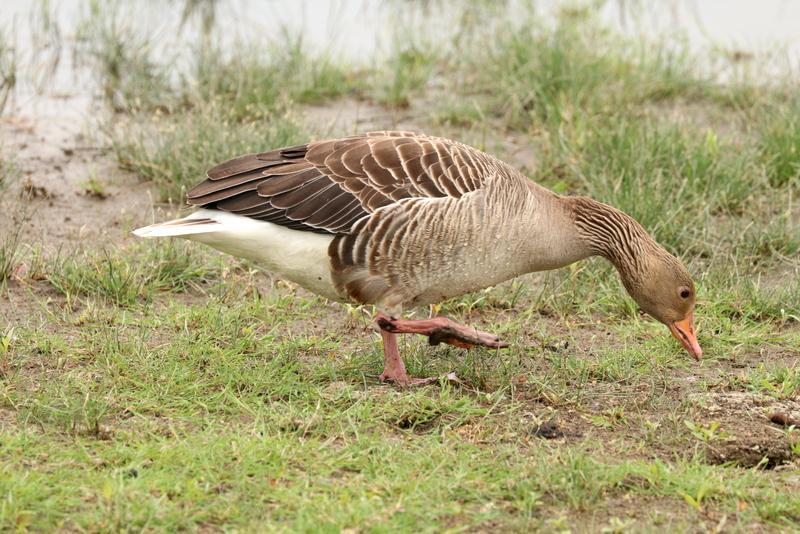 Spreeuw Oostvaardersplassen. Grauwe gans Oostvaardersplassen. Hierna maakten we een wandeling naar vogelkijkhut De Krakeend.