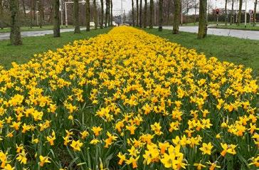 Een vroege bloei van geel/oranje