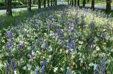 witte Narcis.