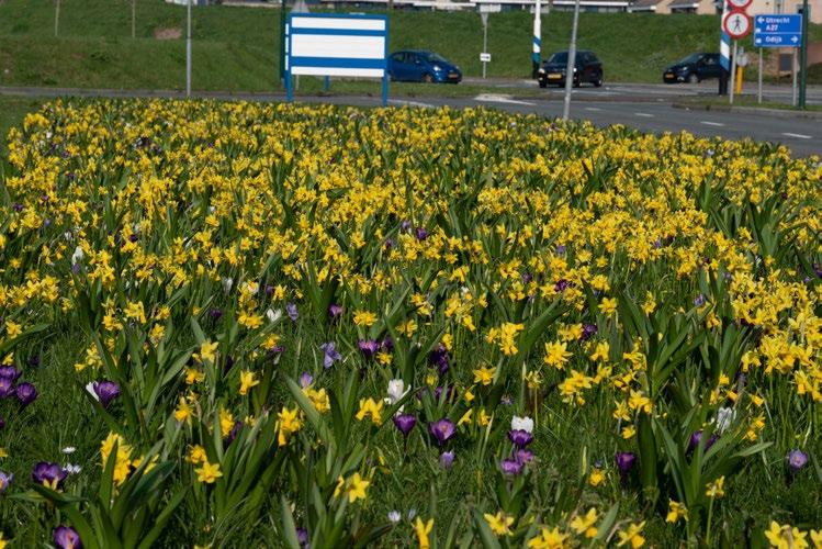 Crocussen, Narcissen