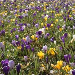 behoefte vanaf het vroege voorjaar (februari)