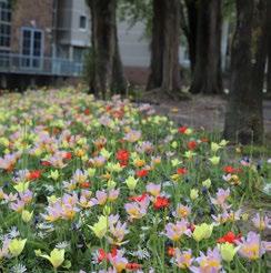 Biodiversiteit mix Leiden