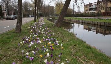 NIEUW De eikenprocessierups-plaag neemt ieder jaar meer toe.