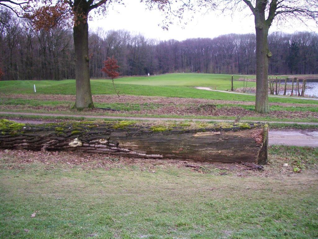 Hole 08 CC De dikke stam langs de tee box is vrijgemaakt van al het onkruid wat er overheen gegroeid was en nu licht die stam er weer mooi