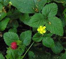 7. SCHIJNAARDBEI (POTENTILLA INDICA) Schijnaardbei met gele bloempjes Rood droog vruchtje van Schijnaardbei Een laagblijvend schijnbaar lief plantje met