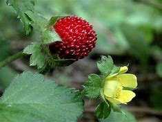 Het woekert heel snel, omdat het net als aardbeien afleggers maakt die dan weer wortelen en een nieuw plantje vormen.