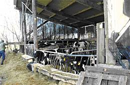 Samenvattend Basis in het fokbeleid Oude melkkoeien die zich hebben bewezen: prioriteit lange levensproductie in combinatie met Triple aaa Als deze koeien matige op slechte gehalten hebben: