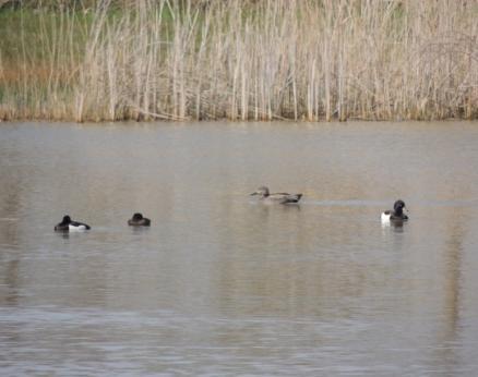 Op het water dobberen verschillende watervogels: wilde eend, krakeend en