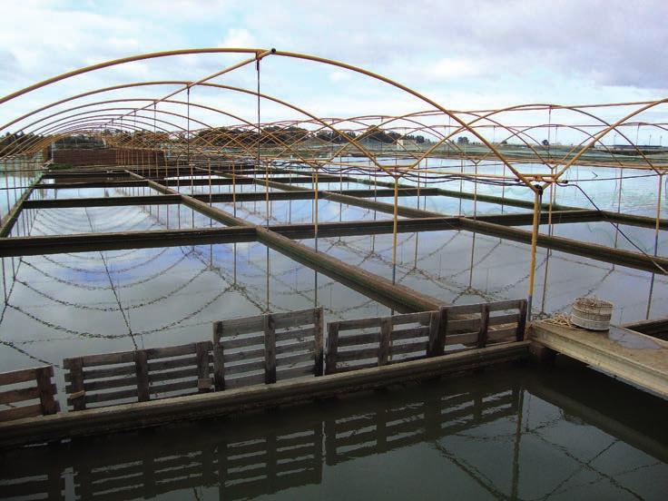 Figuur 2 (boven). De viskwekerij van Esteros de Canela en (hiernaast) de verwerkingshal.