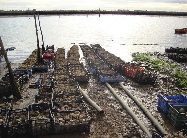 Na de lunch stond het derde bezoek van die dag op het programma, een schelpdierbedrijf nabij de schorren van Isla Christina, waar voornamelijk tapijtschelpen, mesheften en Japanse oesters worden