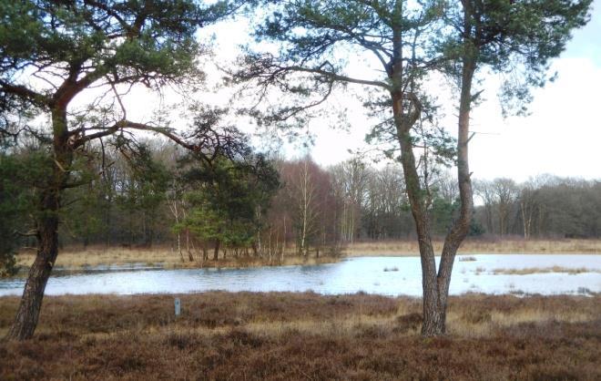 Om verdere verdroging tegen te gaan heeft Staatsbosbeheer in 2008 ruim 9 ha bos rond het Egelmeer gekapt en zijn delen van het terrein geplagd.