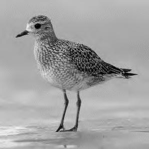 Goudplevieren Een goudplevier (zie foto) is een vogel die niet in Nederland broedt, maar tijdens zijn trektochten wel in Nederland te vinden is.