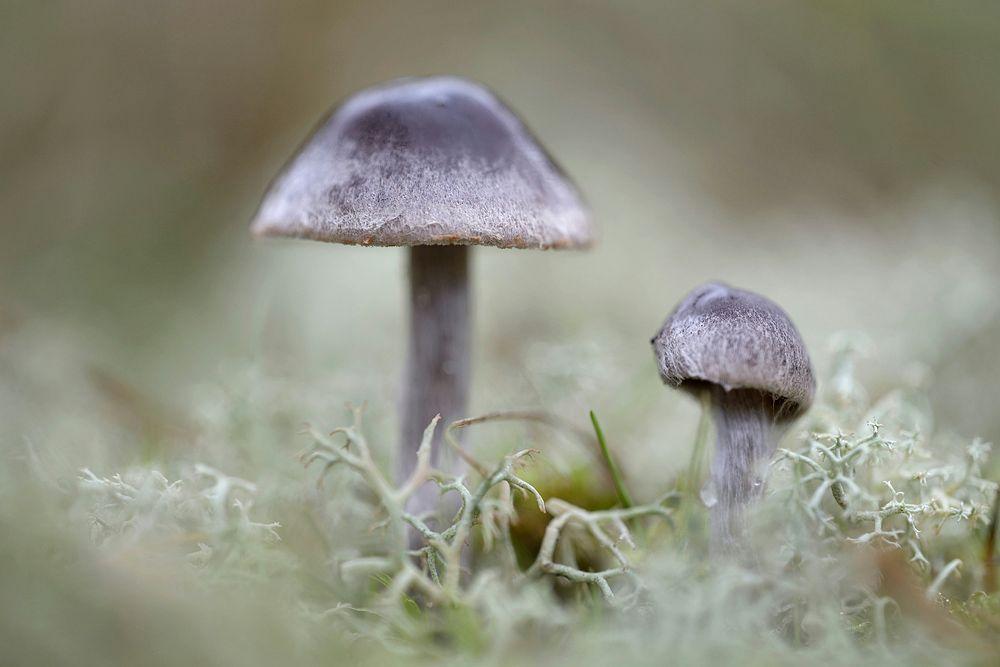 NatureWorlks zones liggen bezaaid met een weelde aan beschrijvingen over en foto s van dieren, planten en bijzondere omgevingen.