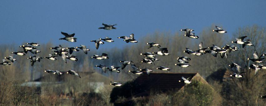 Brandgans Sederd 1984 broedvogel in Nederland