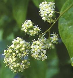 Thunder god vine/tripterygium Wilfordii Hook - Chinese klimplant met giftige bladeren - Effect: - Ontstekingsremmend - RA (70 mensen, met controlegroep) : effectief - RA (35 mensen, met