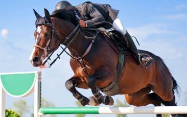 Springwedstrijden op 7, 14, 21 en 28 augustus Wekelijks organiseert het HCE op woensdag springwedstrijden. Van BB t/m ZZ voor paarden en pony's!