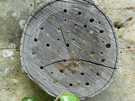 Bijen en hommels bestuiven de planten, lieveheersbeestjes en gaasvliegen eten bladluizen en vlinders maken het