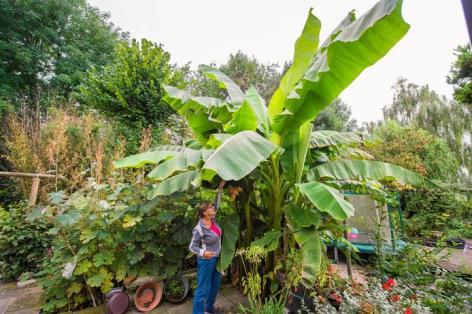 ZATERDAG 15 JUNI TUINBEZOEK FAMILIE VAN DER LAAN IN OUDENMOLEN Deze tuin zijn we op het spoor gekomen door de Tuin Award van BNDeStem,