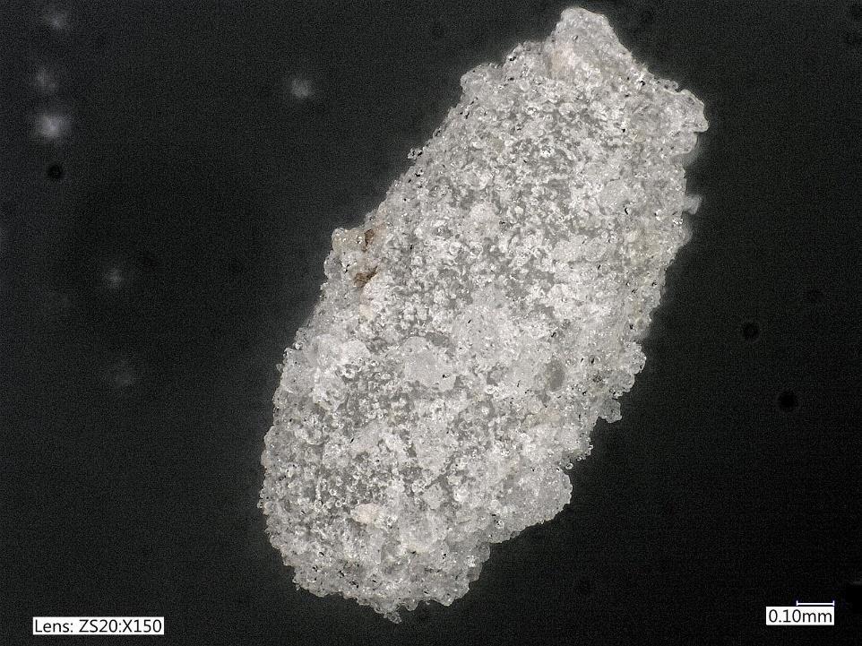1000 meelwormen Figuur 4: Meelworm-ei gelegd in tarwebloem. Het eitje is zo n 0,8 mm breed en 1,7 mm lang. 2.