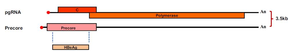 Pol ORF en Pre-C/C ORF: HBcAg en HBeAg Is verantwoordelijk voor de synthese van 2 mrnas die langer dan het genoom zijn.