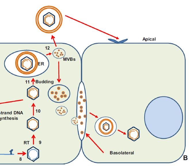 Vrijkomen van nieuwe viruspartikels Twee routes: Via multivesicular body transfer (MVB) Basolateral relaese voor cel-cel