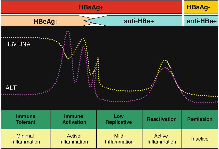 Chronische HBV infectie De