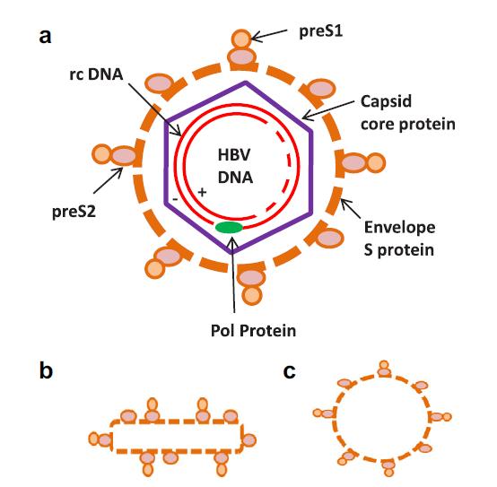 HBV structuur a) Dane partikel 42-47 nm complete virus partikel