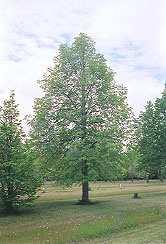 De ruimtelijke uitgangspunten zijn afgeleid van de stedenbouwkundige opzet van de wijk. De wijk heeft een sterke relatie met het Sonsbeekpark. Een landschappelijke boom is een vereiste.