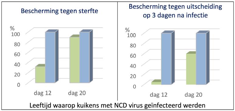 Traditionele vaccins die in de eerste levensweken bij kuikens worden toegediend, leiden vooral tot bescherming van de ingangspoorten voor NCD, zoals ogen, neus en luchtpijp.