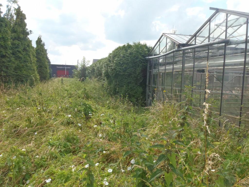 Verslag Natuurtoets Van der Mondeweg te Haalderen Datum: 21 augustus