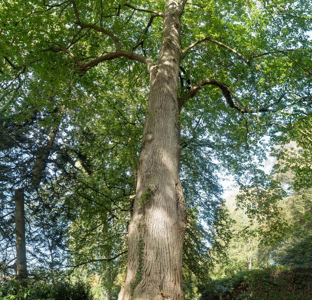 8 Lindeboom (Tilia vulgaris) Rechts staat een marialinde. Deze heilige boom van de Germanen is beladen met historie en legenden. Vroeger werd onder lindebomen getrouwd en recht gesproken.