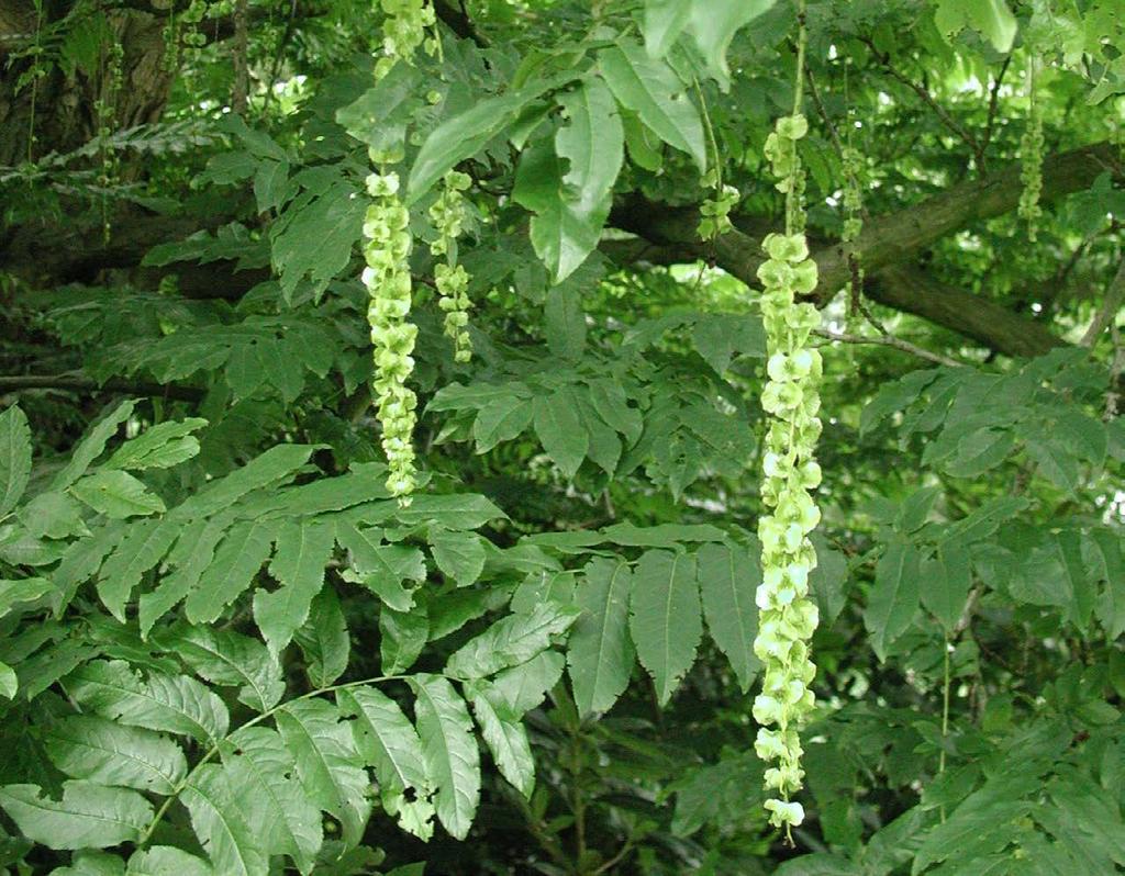 13 Gewone vleugelnoot (Pterocarya fraxinifolia) Hier staat een liefhebber van een vochtige en zeer vruchbare bodem. De vleugelnoot is oorspronkelijk afkomstig uit de Kaukasus.