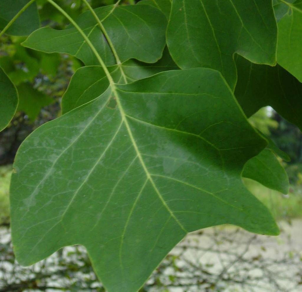 5 Tulpenboom (Liriondendron tulipifera) Hier staat een tulpenboom die oorspronkelijk uit het oosten en noorden van Amerika komt.