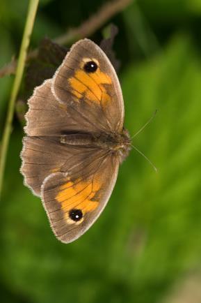 I: Vlinders: dagmonitoring - 493 Vlinders geteld: 21 soorten dagvlinders en 24 soorten dagactieve nachtvlinders. - Pas vanaf week 21 werden vlinders in aantallen van > 5 op de gehele route gezien.