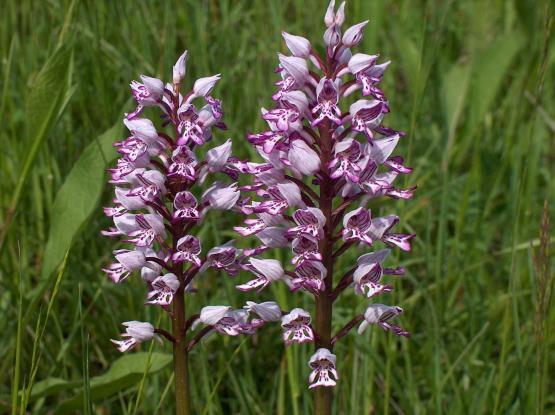 Bokkenorchis, 1 enkel soldaatjes. Record aantal groenknolorchissen (4177 spec op 860 vindplaatsen). AWD: kaal gegraasd. Kennemerstrand (topgebied!