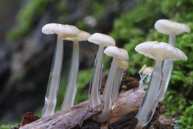 - In het totaal 366 soorten gevonden. Waarnemingen zijn doorgegeven zoals elk jaar aan de Mycologische Vereniging.