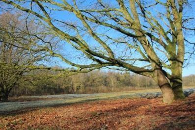 De vennen van enkele hectaren groot liggen in een 70 ha groot bosrijk gebied in een breed komvormig dal van de Lollebeek. De diepte is maximaal 50 cm maar veelal veel minder.