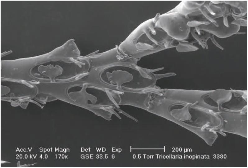 6 Torr Tricellaria inopinata 3380 Detailbeeid van een tak van een kolonie van het In Nederland werd de eerste kolonie gevonden in het onverwacht mosdiertje _.