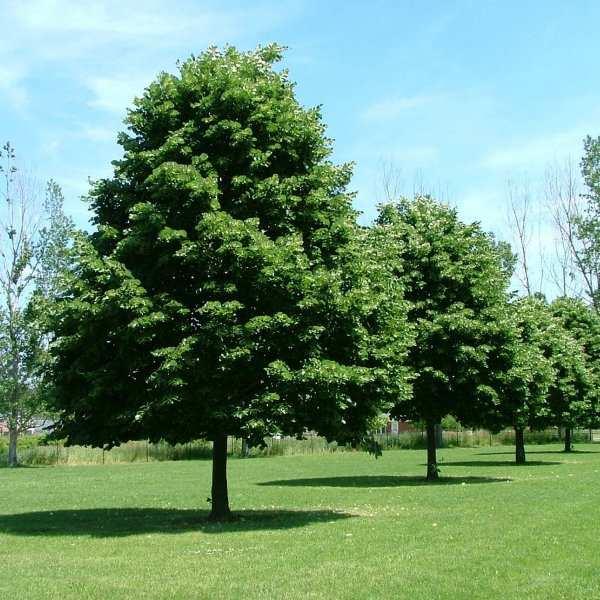 De boom kan afhankelijk van de standplaats tussen de 10 tot 30 meter