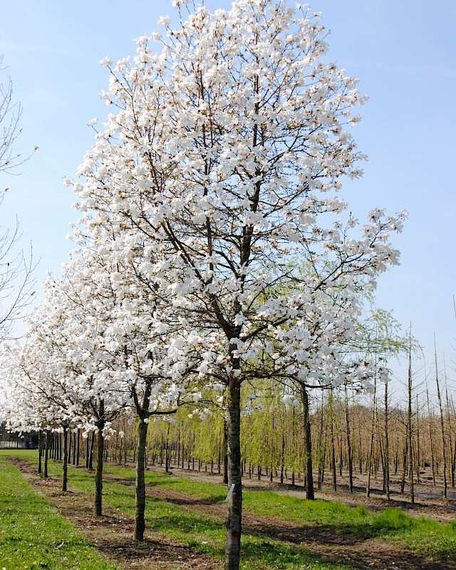 Middelgrote en kleine nieuwe bomen in het park Judasboom: Cercis siliquastrum