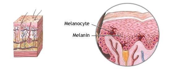 Melanocyten Functie: