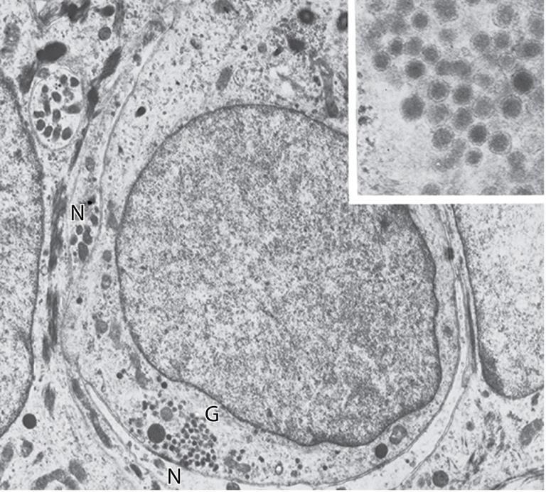 Merkelcel In basale laag epidermis handpalm