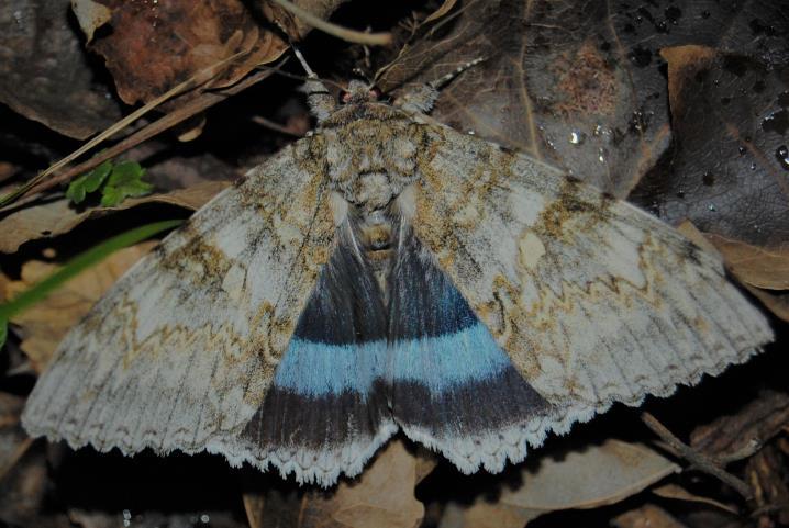 Blauw Weeskind (Catocala fraxini) Een grote soort uit de familie spinneruilen (Erebidae) met een grijsachtige grondkleur en blauw-zwarte achtervleugels, staat te boek als trekvlinder.