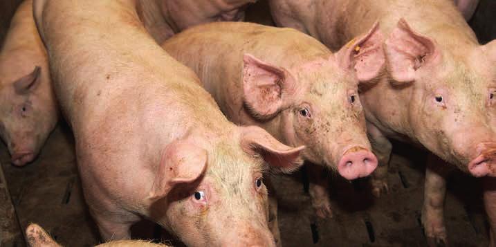 DOSSIER PRRS aanpakken in de varkensstal PRRSv CONTROLEREN VERGT EEN TOTAALAANPAK Het merendeel van de Vlaamse varkenshouderijen heeft te kampen met het Porcien Reproductief en Respiratoir Syndroom
