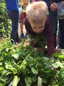 besef (herkomst van voedsel), ontdekkend leren 1- per week van maart tot de zomervakantie, desgewenst met doorloop na de zomer project voor 1 groep per school Klasse Moestuin: voor nieuwe scholen en