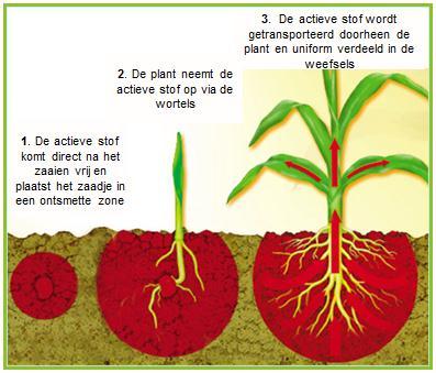 radijs 0 suikerbrood 0 erwten 51 koolgewassen 5 wortelen 0 5. Voordelen van zaaizaadbehandeling Zaaizaadbehandeling is een zeer efficiënte en veilige gewasbeschermingsmethode.