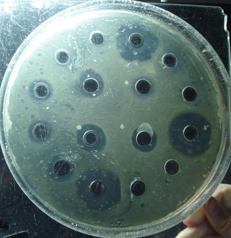 5.4 Overzicht foto s 7 platen met/zonder enzymen Micrococcus luteus ATCC 9341 plaat ph 6